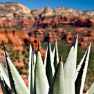 Blue Agave, Red Rock